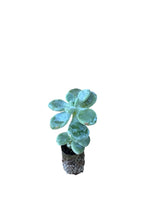 Carica immagine nel visualizzatore Galleria, 10 pezzi di Piante Grasse Amoena - Echeveria Hybrida IN VASO 10