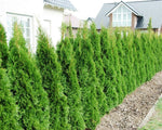 Carica immagine nel visualizzatore Galleria, PIANTA DI THUJA PYRAMIDALIS AUREA VASO CLT 25 H.125/150 CM (foto reale) PIRAMIDE