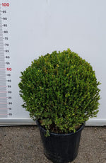 Carica immagine nel visualizzatore Galleria, PIANTA DI BUXUS FAULKNER IN VASO CIRC. SFERA 50-60 CM (foto reali) BOSSO A PALLA