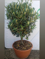 Carica immagine nel visualizzatore Galleria, PIANTA DI ULIVO ALBERELLO bonsai in ciotola 30 cm altezza 70 CM (foto reali)