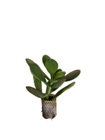 Carica immagine nel visualizzatore Galleria, 10 pezzi piante grasse Ovata Sunset - Crassula Hybrida IN VASO 10