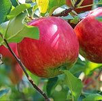 Carica immagine nel visualizzatore Galleria, PIANTA DA FRUTTO MELO SUMMER RED in vaso 20 età 2/3 anni (foto reali)