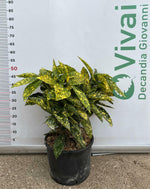 Carica immagine nel visualizzatore Galleria, PIANTA DI AUCUBA JAPONICA IN VASO 24 CM CESPUGLIO (foto reale)