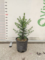 Carica immagine nel visualizzatore Galleria, CEDRUS ATLANTICA VASO 20 pianta di cedro dell'atlante