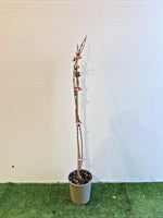 Carica immagine nel visualizzatore Galleria, PIANTA RAMPICANTE DI GLICINE WISTERIA in vaso 20