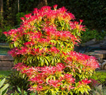 Carica immagine nel visualizzatore Galleria, PIANTA DI PIERIS FOREST FLAME VASO CLT 3 ALTEZZA 30/40 CM (foto reale)