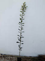 Carica immagine nel visualizzatore Galleria, ALBERO DI PHOTINIA RED ROBIN DI ANNI DUE altezza 180/200 cm (foto reale)