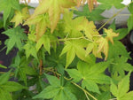 Carica immagine nel visualizzatore Galleria, PIANTA DI ACER PALMATUM IN VASO 16X16 CM ALTEZZA 180/200 CM (foto reali)