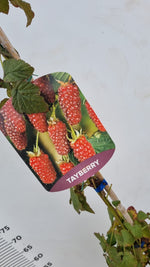 Carica immagine nel visualizzatore Galleria, PIANTA DI TAYBERRY in vaso 18 (foto reale)