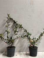 Carica immagine nel visualizzatore Galleria, PIANTA DI COTONEASTER FRANCHETTII VASO 16 CM