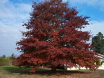 Carica immagine nel visualizzatore Galleria, Pianta di Quercus rubra - QUERCIA ROSSA in vaso 13x13
