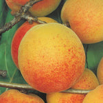 Carica immagine nel visualizzatore Galleria, ALBICOCCA BERGERON  - Prunus armeniaca