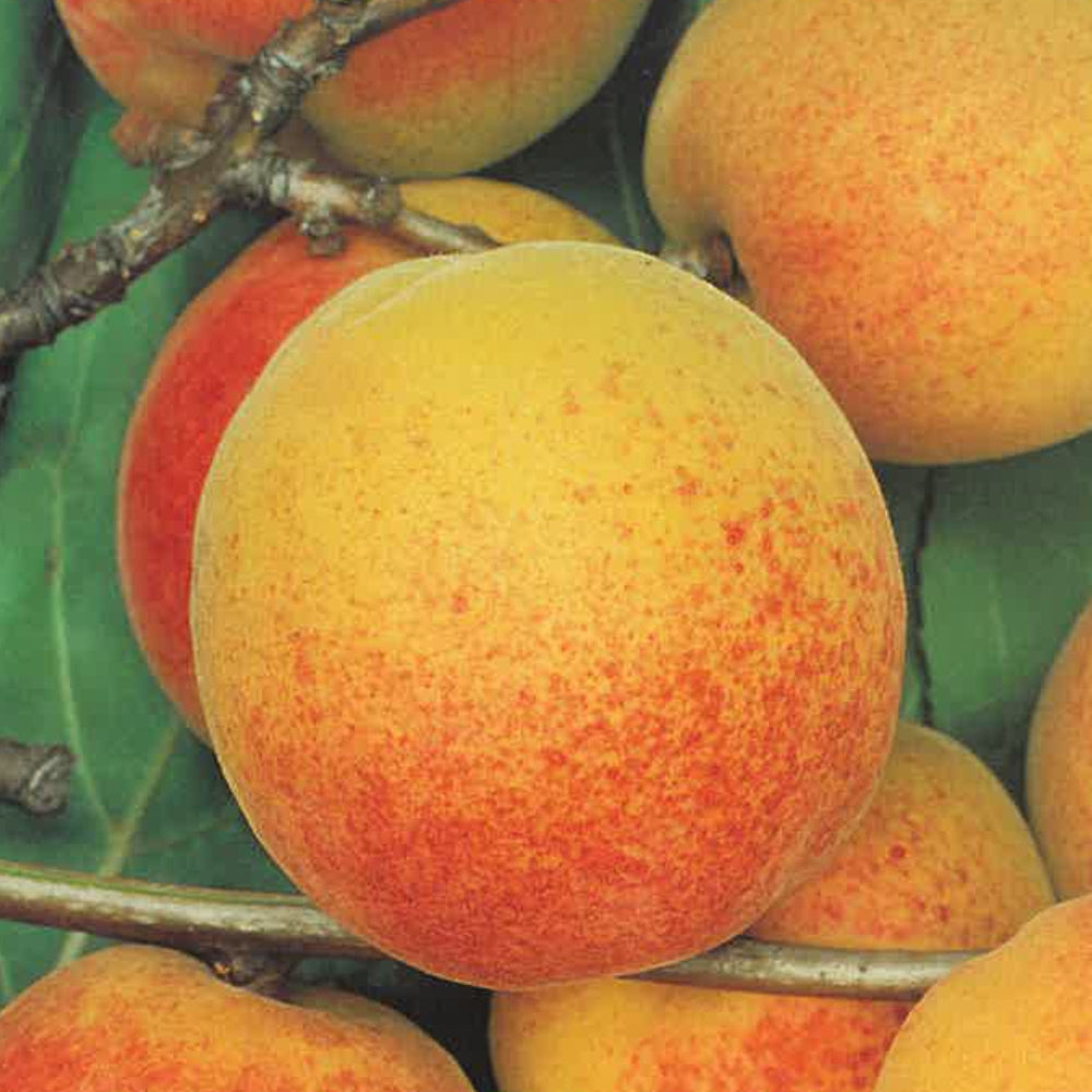 ALBICOCCA BERGERON  - Prunus armeniaca