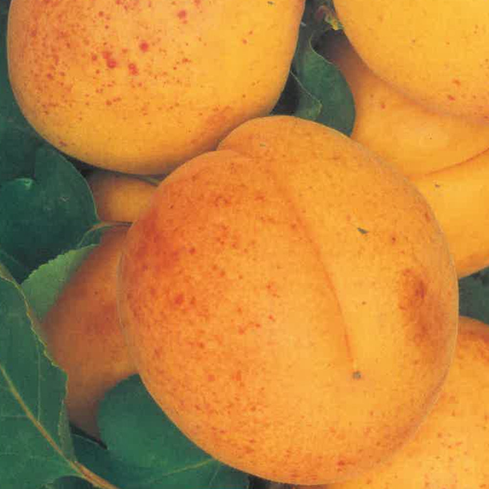 ALBICOCCA BULIDA  - Prunus armeniaca