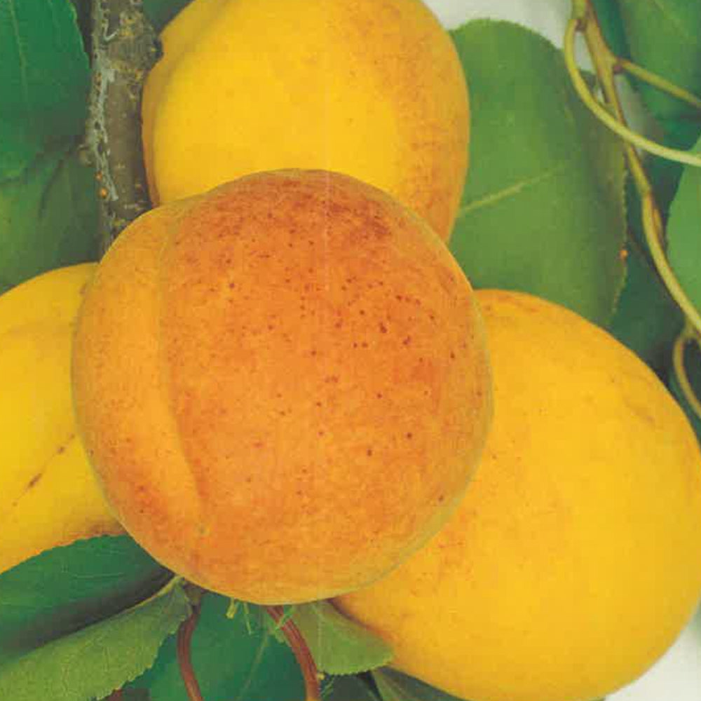 ALBICOCCA MONACO BELLO - Prunus armeniaca