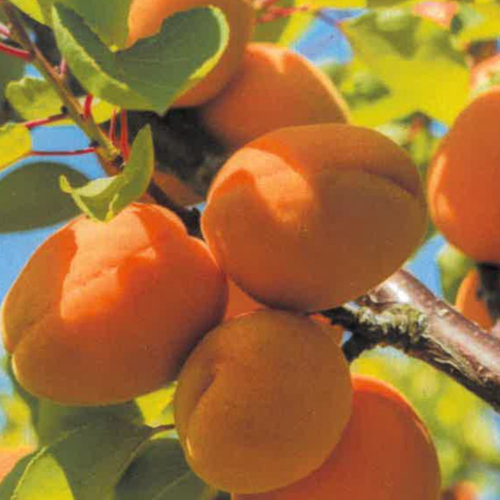 ALBICOCCA NANA - Prunus armeniaca