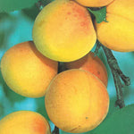 Carica immagine nel visualizzatore Galleria, ALBICOCCA NINFA - Prunus armeniaca