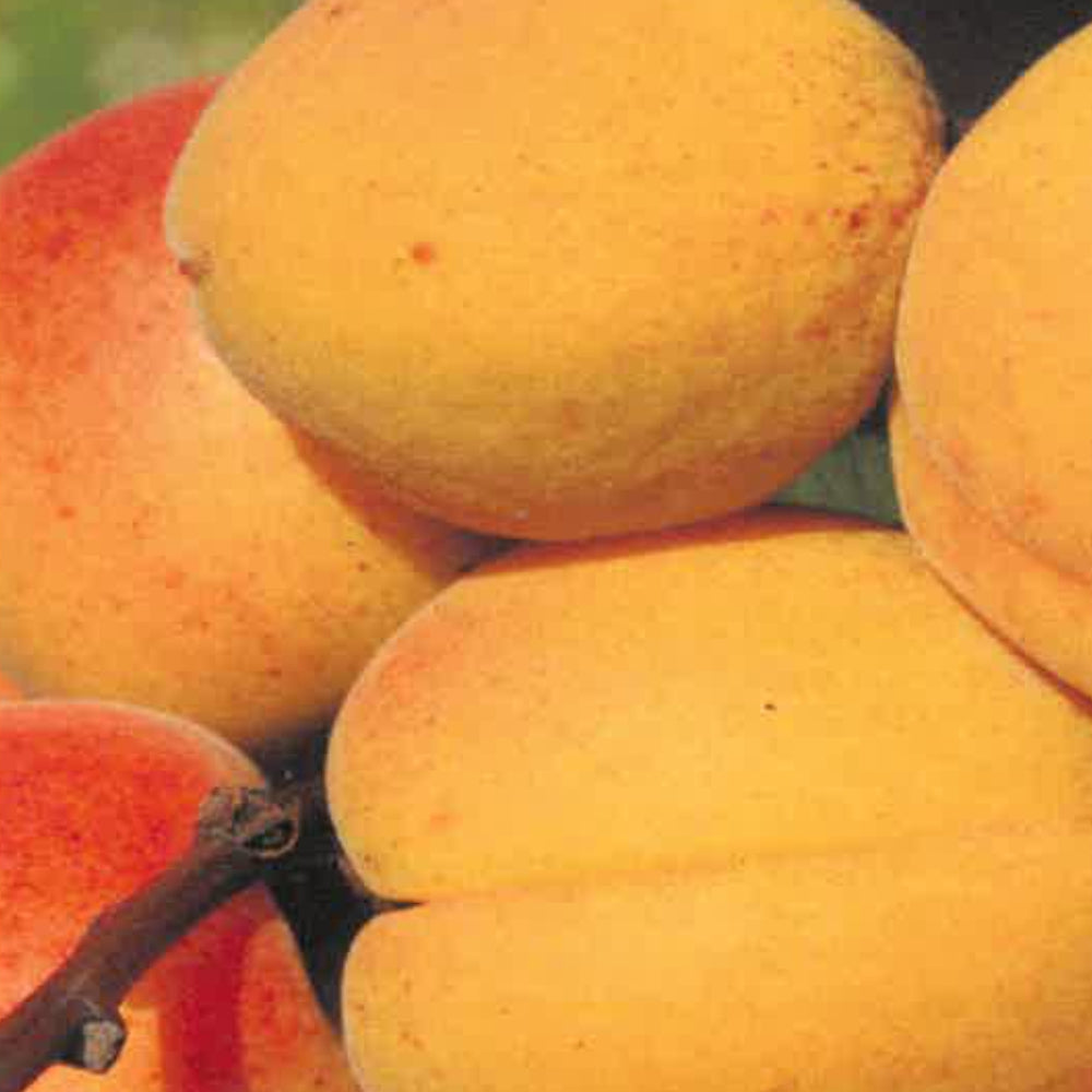 ALBICOCCA PALUMMELLA - Prunus armeniaca