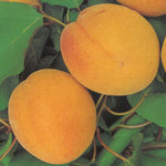 Carica immagine nel visualizzatore Galleria, ALBICOCCA PELLECCHIELLA - Prunus armeniaca