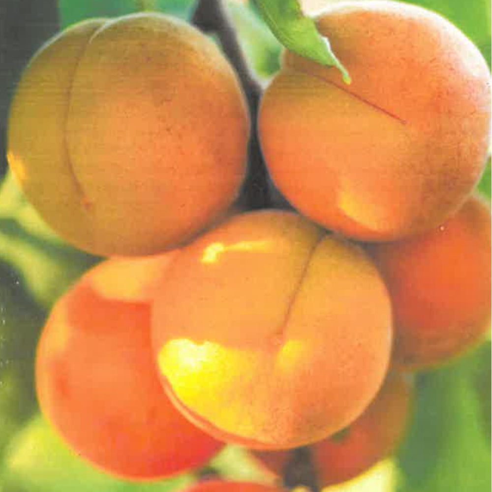 ALBICOCCA PERLA - Prunus armeniaca