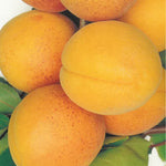 Carica immagine nel visualizzatore Galleria, ALBICOCCA PISANA - Prunus armeniaca