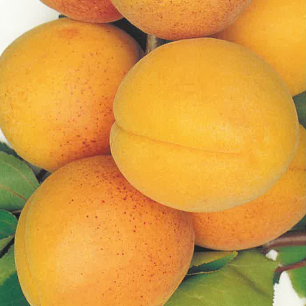 ALBICOCCA PISANA - Prunus armeniaca