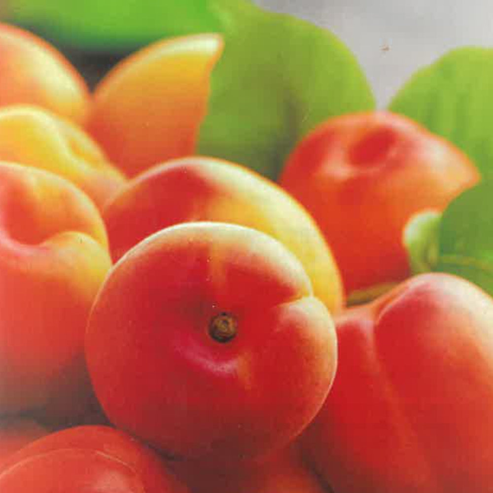 ALBICOCCA POPPY - Prunus armeniaca