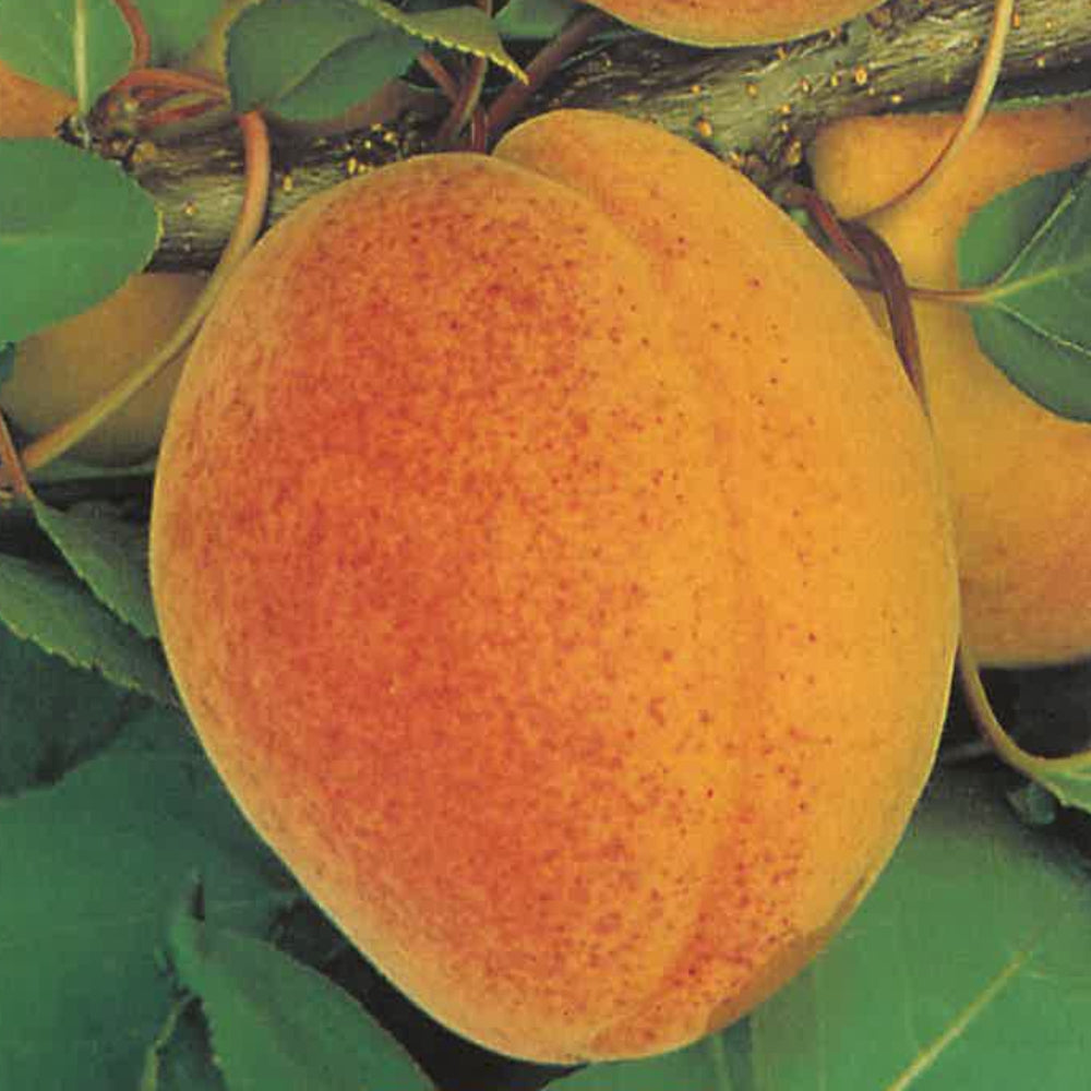 ALBICOCCA PRECOCE D'IMOLA - Prunus armeniaca
