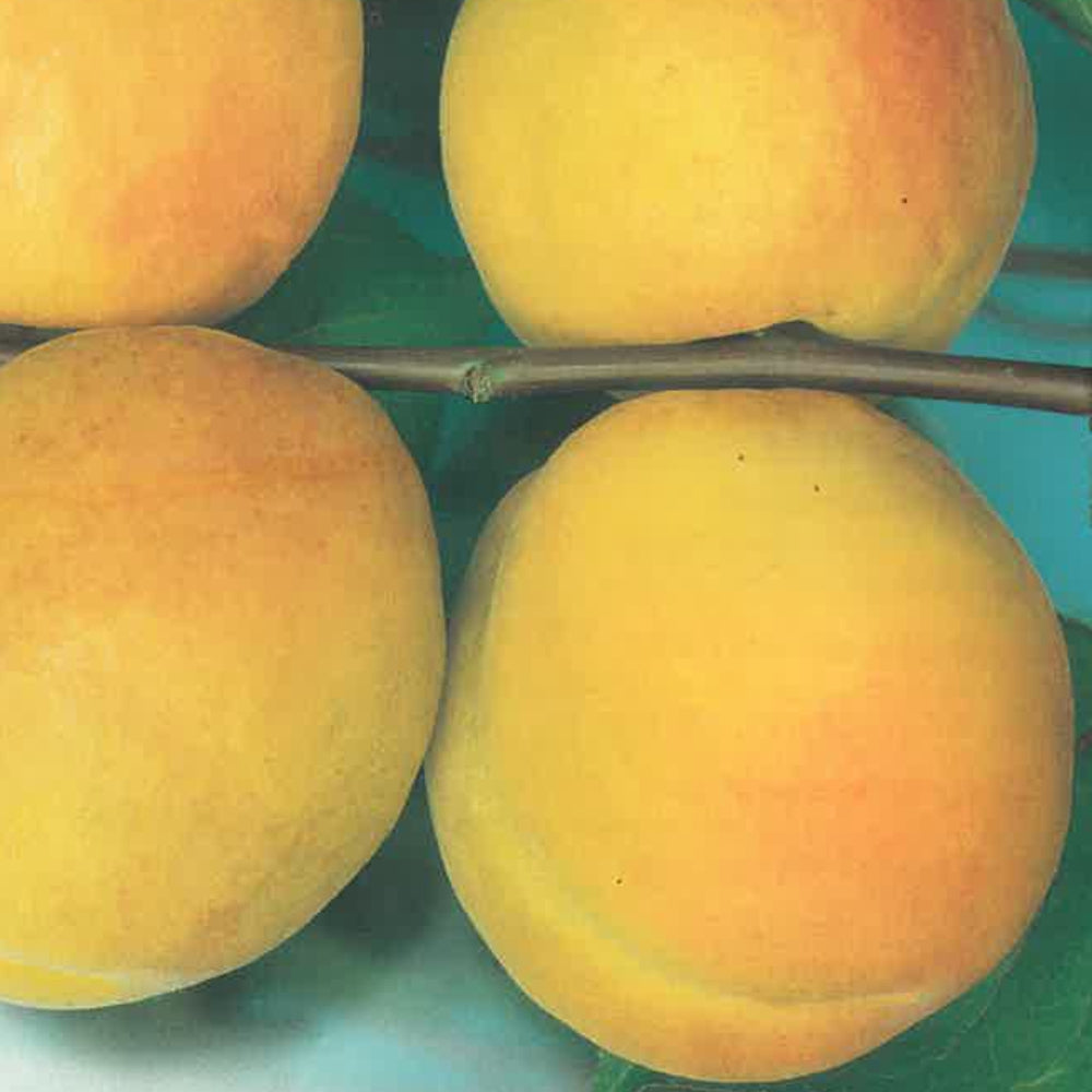 ALBICOCCA SUNGIANT - Prunus armeniaca