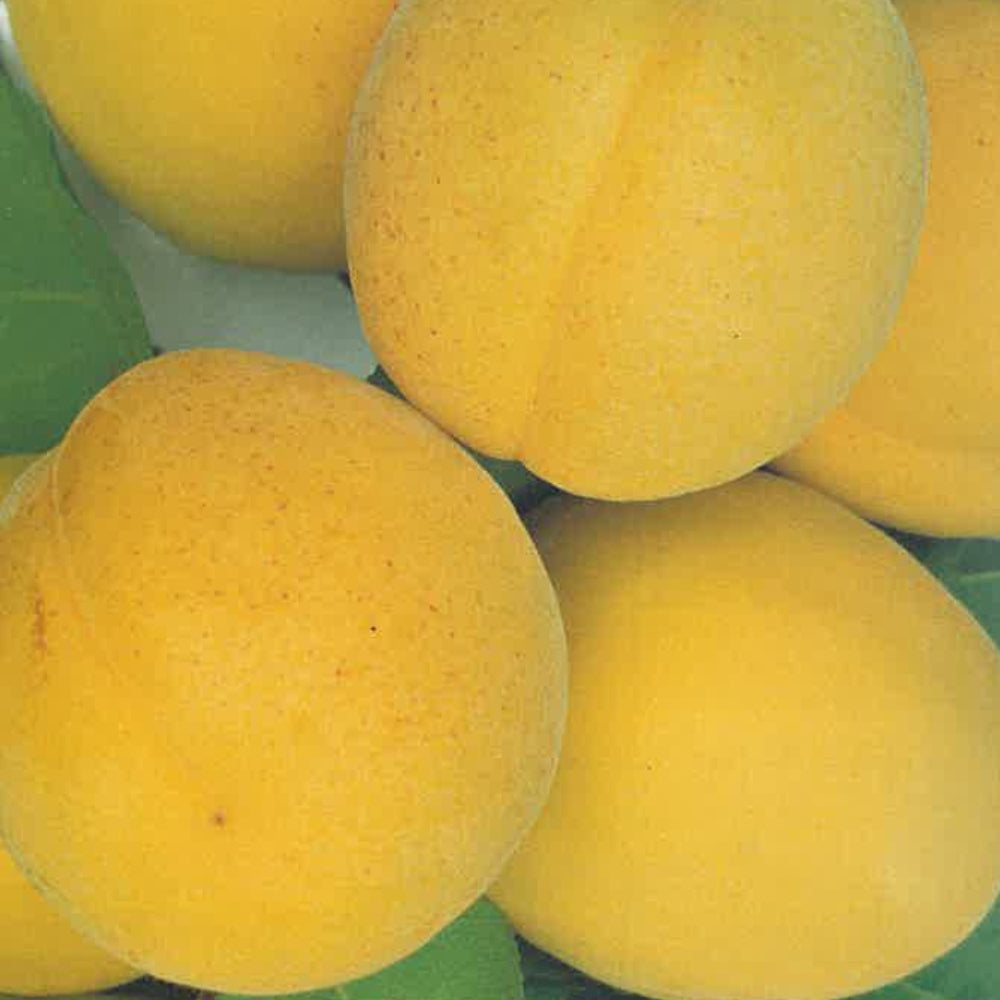 ALBICOCCA VITILLO - Prunus armeniaca