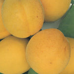 Carica immagine nel visualizzatore Galleria, ALBICOCCA BOCCUCCIA - Prunus armeniaca