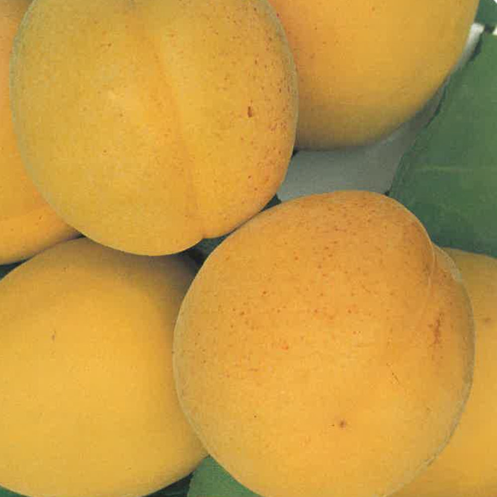 ALBICOCCA BOCCUCCIA - Prunus armeniaca