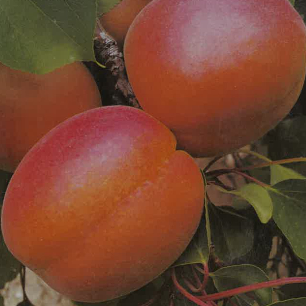 ALBICOCCA GOLDRICH  - Prunus armeniaca