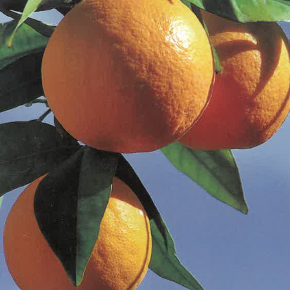 ARANCIO BRASILIANO - Citrus sinensis