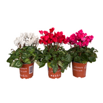 Carica immagine nel visualizzatore Galleria, Ciclamino mini v11 -  Cyclamen persicum