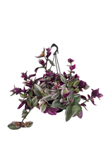 Carica immagine nel visualizzatore Galleria, Tradescantia