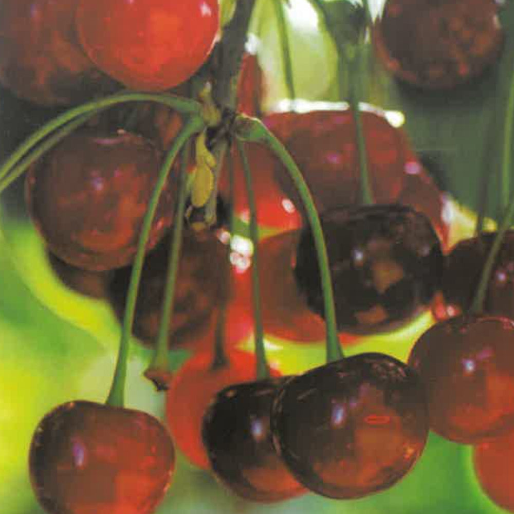 CILIEGIA AMARENA VISCIOLA - Prunus cerasus