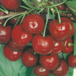 Carica immagine nel visualizzatore Galleria, CILIEGIA BIGARREAU VAN - Prunus avium