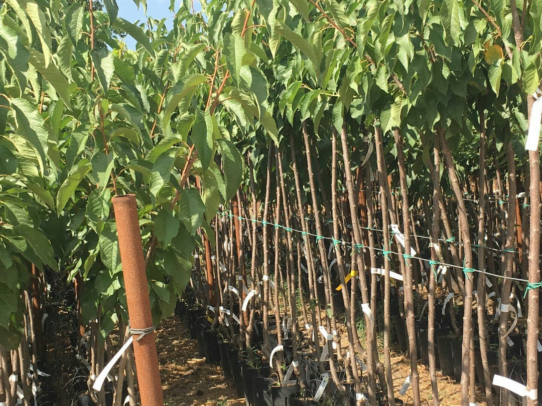 CILIEGIA AMARENA VISCIOLA - Prunus cerasus