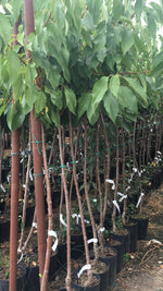Carica immagine nel visualizzatore Galleria, CILIEGIA AMARENA VISCIOLA - Prunus cerasus