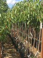 Carica immagine nel visualizzatore Galleria, CILIEGIA BIGARREAU VAN - Prunus avium