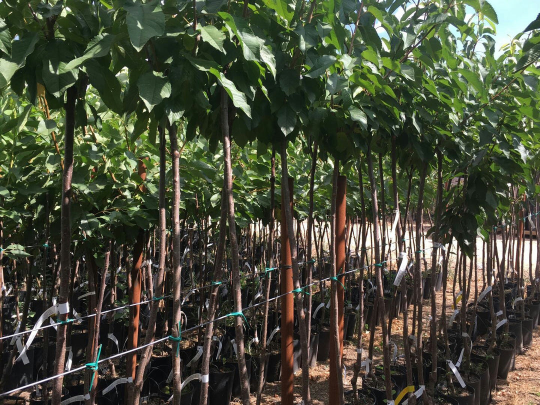 CILIEGIA BIGARREAU VAN - Prunus avium