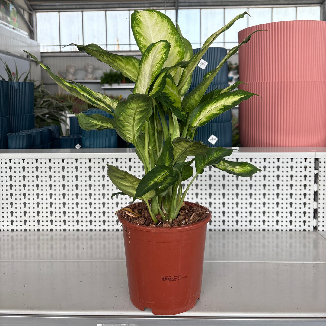 Dieffembachia v17