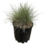 Carica immagine nel visualizzatore Galleria, FESTUCA GLAUCA, FESTUCA AZZURRA