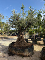 Carica immagine nel visualizzatore Galleria, ULIVO VERDIAL ESEMPLARE