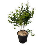 Carica immagine nel visualizzatore Galleria, LAGERSTROEMIA ACOMA