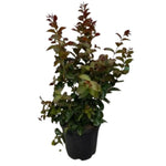 Carica immagine nel visualizzatore Galleria, LAGERSTROEMIA DYNAMITE, LAGERSTROEMIA NANO A FIORI ROSSI