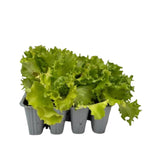 Carica immagine nel visualizzatore Galleria, LATTUGA ICEBERG - Lactuca sativa var. capitata