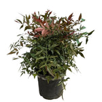 Carica immagine nel visualizzatore Galleria, NANDINA, BAMBOO SACRO - Nandina domestica 'Obsessed'