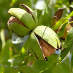 Carica immagine nel visualizzatore Galleria, NOCE - Ivarto